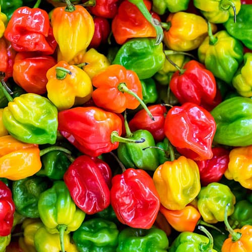 Agriculture landscape